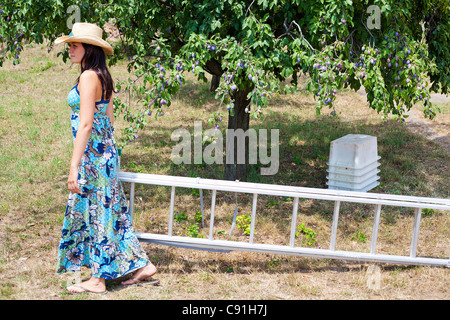 Donna che la porta in scaletta Orchard Foto Stock