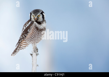 Northern Hawk Owl arroccato su di intoppo sul rame del delta del fiume, vicino a Cordova, centromeridionale Alaska, inverno Foto Stock