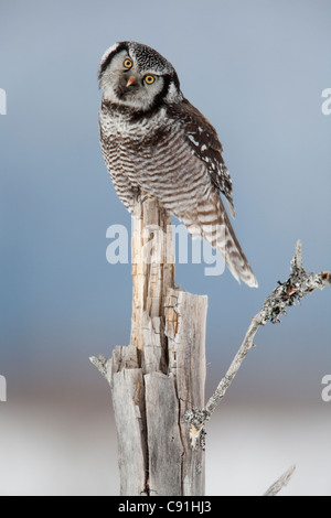 Northern Hawk Owl, con testa inclinata, appollaiato su intoppo sul rame del delta del fiume, vicino a Cordova, centromeridionale Alaska, inverno Foto Stock