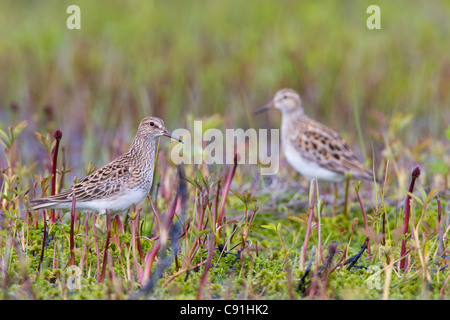 Due lembi pettorali Sandpiper rovistando tra vegetazione durante la migrazione a molla, il rame del delta del fiume, vicino a Cordova, Alaska, molla Foto Stock