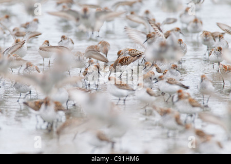 Western Sandpipers alimentare tra migrazione gregge sulle velme a Hartney Bay, il rame del delta del fiume, vicino a Cordova, Alaska, molla Foto Stock