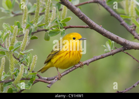 Un maschio giallo trillo appollaiato in una willow, rame del delta del fiume, vicino a Cordova, centromeridionale Alaska, molla Foto Stock