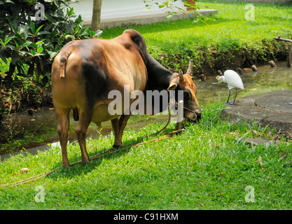 River Bank scena di una mucca Brahman mangiare erba è guardato da un bestiame Egret nella zona della cintura di riso, Kerala, indiano meridionale Foto Stock