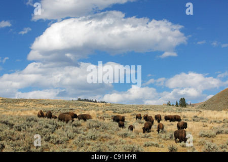 Bisonti che pascolano nella Lamar Valley, il Parco Nazionale di Yellowstone Foto Stock