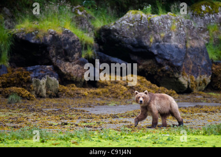 Orso bruno camminando sulla piana di marea a bassa marea con grandi massi in background, Prince William Sound, centromeridionale Alaska Foto Stock