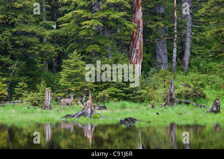 Sitka Black-tailed deer in piedi da stagno nella foresta pluviale, Hinchinbrook Island, Prince William Sound, centromeridionale Alaska Foto Stock