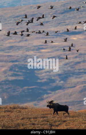 Moose bull camminando sulla tundra con il gregge di migrazione gru sandhill passando il sovraccarico, Parco Nazionale di Denali, Interior Alaska Foto Stock