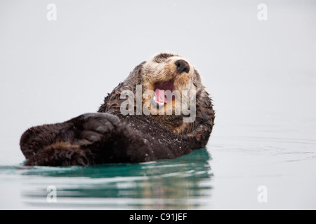 Sea Otter galleggiante sul retro di graffiare la testa e sbadigli, Prince William Sound, centromeridionale Alaska, inverno Foto Stock