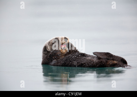 Sea Otter galleggiante sul retro e sfregamento guance con zampe esponendo i denti, Prince William Sound, centromeridionale Alaska, inverno Foto Stock