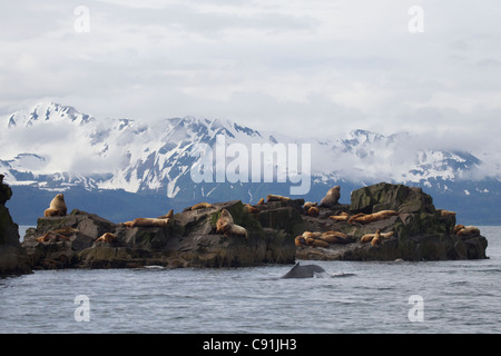 Steller leoni marini tirata fuori in corrispondenza dell'ago con una megattera affiorante in primo piano, Prince William Sound, Alaska Foto Stock