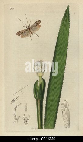 Limnephilus elegans, elegante o Grannom Caddis fly Foto Stock