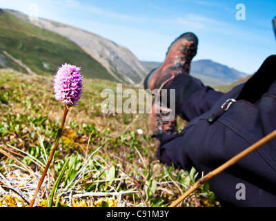 Close up Bistort rosa fiore tundra lungo Katak Creek con un rilassante escursionista in background, ANWR, Brooks Rang, Alaska Foto Stock