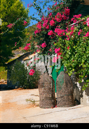 Il Granchio di cestelli in Dalmazia, Peljesac Foto Stock
