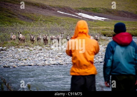 Gli escursionisti guarda caribou lungo il fiume Hulahula, ANWR, Brooks Range, Estate in Alaska artico Foto Stock