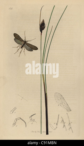 Polycentropus irroratus, molte macchie Caddis fly Foto Stock