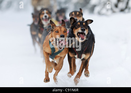 Marvin Kokrine di cani in esecuzione nel 2011 ExxonMobil aperto, centromeridionale Alaska, inverno Foto Stock