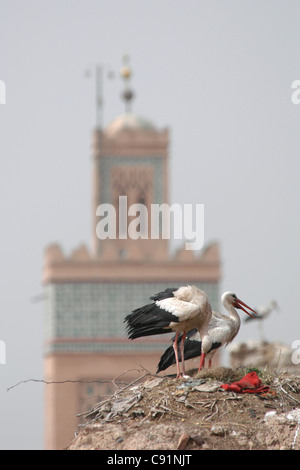 Cicogna bianca (Ciconia ciconia) nel nido presso il Palazzo El Badi a Marrakech, Marocco. Foto Stock