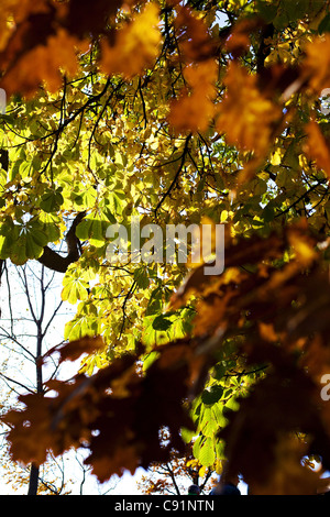 Le foglie e gli alberi da sotto in autunno. Foto Stock