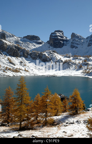 Lago Allos o Lac d'Allos, larve europee, Larix decidua, Montagne innevate e paesaggio invernale, Parco Nazionale del Mercantour, Alpi francesi Foto Stock