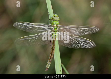 Imperatore femmina appena emerse asciugando le sue ali in preparazione per il suo primo volo Foto Stock