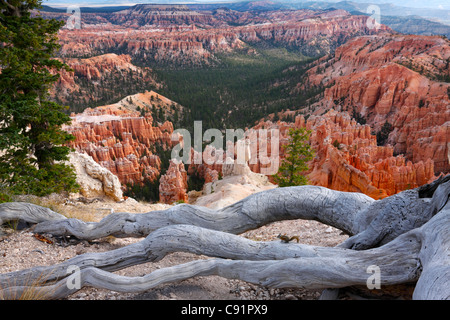 Scoiattolo striado e grafi ad albero, Parco Nazionale di Bryce Canyon Foto Stock