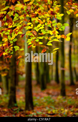 Close-up di foglie e alberi d'Autunno in legno. Foto Stock