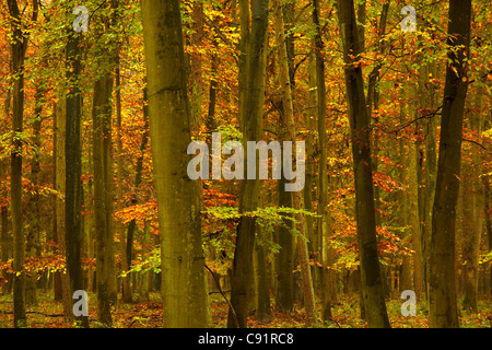Close-up di foglie e alberi d'Autunno in legno. Foto Stock