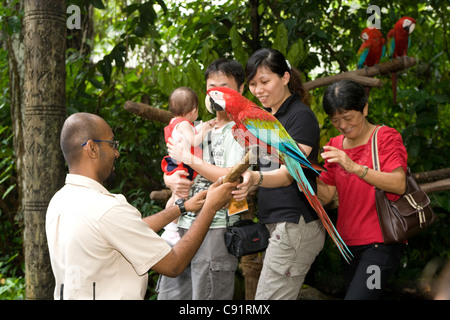 Singapore Zoo: turisti con macaw pappagalli Foto Stock