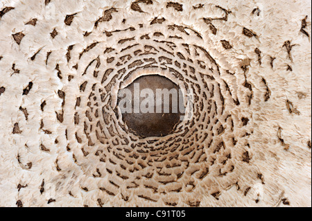 Parasol (fungo Macrolepiota procera) Foto Stock
