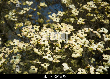 Cornus kousa chinensis (Cinese sanguinello) in fiore Foto Stock