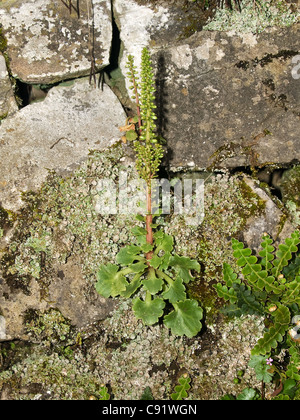 Parete centella, Umbilicus rupestris, ritratto di impianto sul vecchio muro. Foto Stock