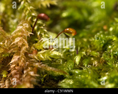 Moss mostra coppia sporofito crescente fino al di fuori dell'gametofiti aploidi. Foto Stock