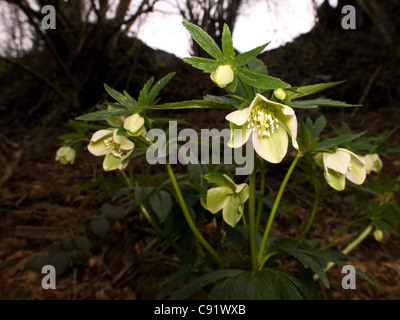 Veratro verde, Helleborus viridis, ritratto di fiore in fiore nel bosco. Foto Stock