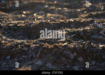 Spiaggia ghiaiosa con regolazione del sole la colata di una calda luce attraverso di esso Foto Stock