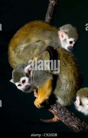 Lo Zoo di Edimburgo, Scozia - Saimiri sciureus, scimmie scoiattolo. Foto Stock