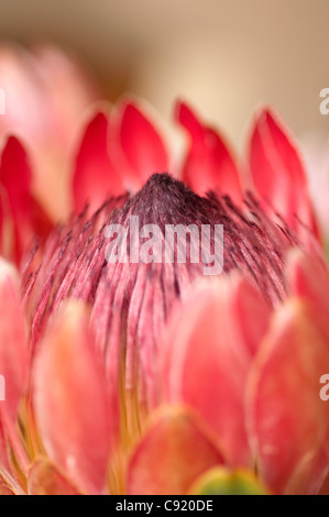 Il Re Protea Protea cynaroides è una pianta flowering. Esso è ampiamente distribuito nel sud-occidentale e meridionale Foto Stock