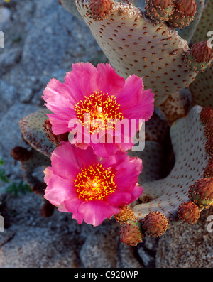 Coda di castoro cactus (Opuntia basilaris) in Bloom, Anza-Borrego Desert State Park, California, Stati Uniti d'America Foto Stock