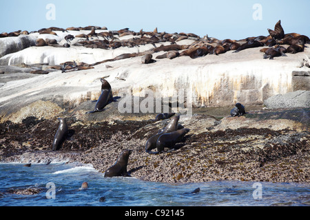 Su Duiker isola al largo nei pressi di Città del Capo a Hout Bay, vi sono le colonie di Cape le foche, Arctocephalus pusillus. Foto Stock