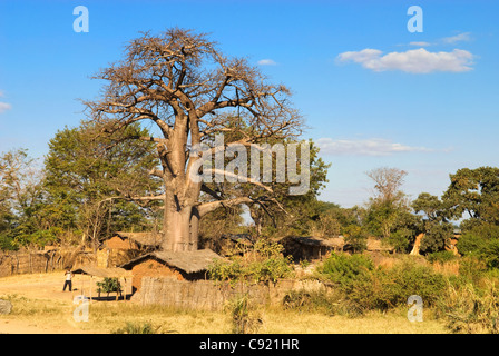 Coppia alberi di Baobab nano edifici del villaggio sul ciglio della strada tra Monkey Bay e Mua nel sud del Malawi. Foto Stock