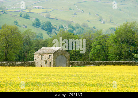 Aree di Yorkshire Dales, particolarmente Swaledale, hanno ben conservato tradizionale in pietra costruite pareti di campo, case e fienili. Foto Stock