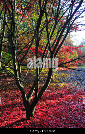I colori autunnali, Westonbirt, National Arboretum, vicino a Tetbury, Gloucestershire, England, Regno Unito Foto Stock
