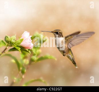 Immagine da sogno di un giovane maschio Hummingbird in bilico Foto Stock