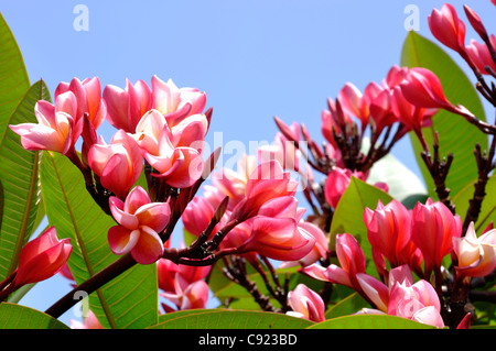 Rosa alberi di frangipani flower nello storico fort, Fortaleza, nella città di Maputo. Foto Stock