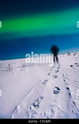 Stampe di piedi nella neve che conducono fuori nella distanza. White Mountains, Interior Alaska. Foto Stock