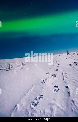 Stampe di piedi nella neve che conducono fuori nella distanza. White Mountains, Interior Alaska. Foto Stock