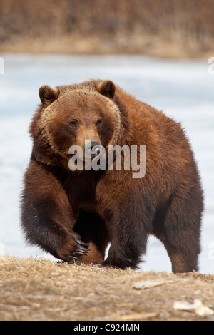 CAPTIVE: Close up di un grande femmina matura Grizzly passeggiate, centromeridionale Alaska, molla Foto Stock