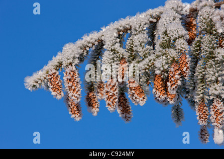 Close up di brina ramo coperti e coni di Sitka Spruce, Alaska, inverno Foto Stock