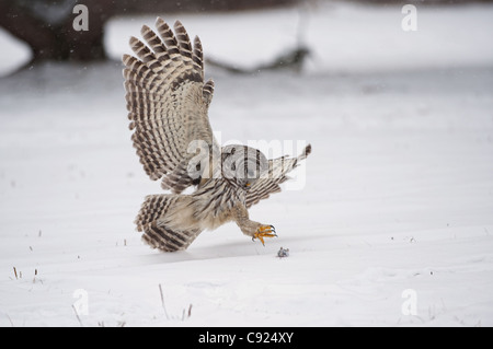 Bloccate il gufo piomba giù per la cattura di un mouse sulla parte superiore della neve, Ontario, Canada, inverno Foto Stock