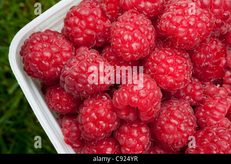 Close up di ripe rosso lamponi in un contenitore, isola di Kodiak, Southweat Alaska, Autunno Foto Stock