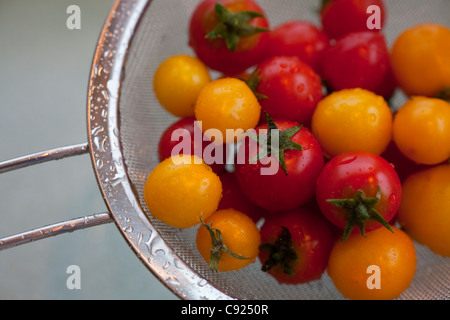 Close up coltivati biologicamente pomodori ciliegia lavati ed essiccamento in un collander, Alaska Foto Stock